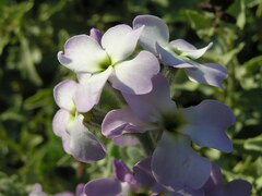Matthiola tricuspidata