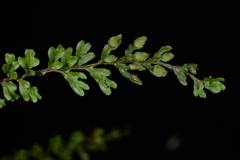 Hymenophyllum oligosorum
