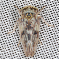 Rhytidodus