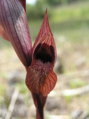 Bilamellaria