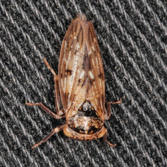 Rhytidodus