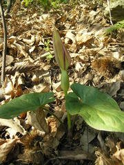 Arum maculatum