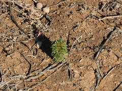 Aptosimum spinescens