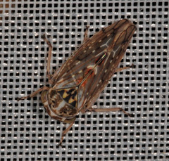 Idiocerus stigmaticalis