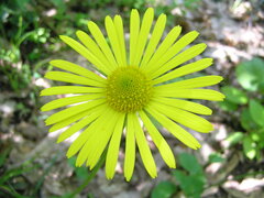 Doronicum caucasicum