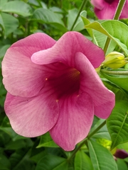Allamanda