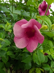 Allamanda