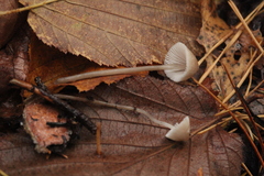 Mycena metata