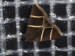 Grammodes justa