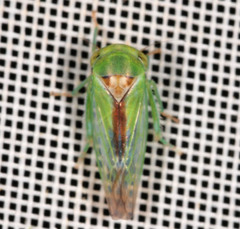 Viridicerus ustulatus