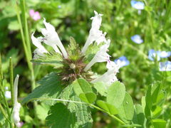 Lamium bifidum