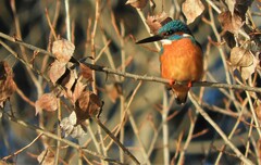 Alcedo atthis ispida