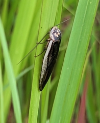 Gynopeltis cryptospila