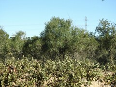 Phillyrea angustifolia