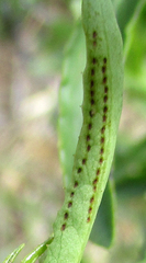 Elaeodendron transvaalense