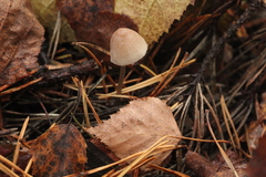 Mycena metata