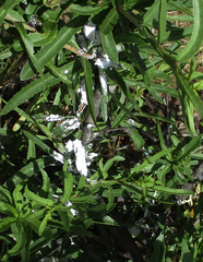 Elaeodendron transvaalense