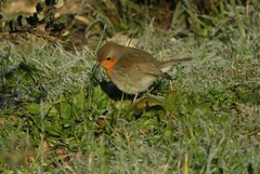 Erithacus rubecula rubecula