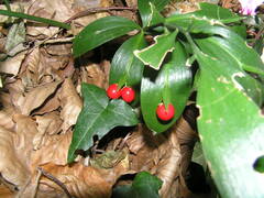Ruscus