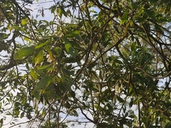 Juliflorae