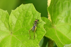 Phylloscyrtus amoenus