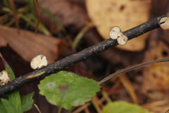 Hohenbuehelia cyphelliformis