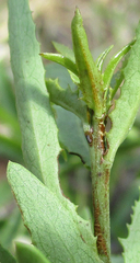 Elaeodendron transvaalense