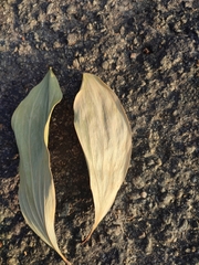 Juliflorae