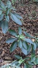 Trichodesma calycosum