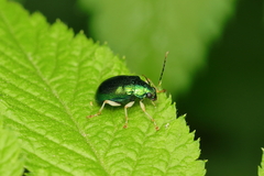 Colaspis laeta