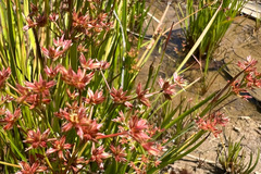 Juncus prismatocarpus
