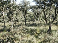 Celtica gigantea