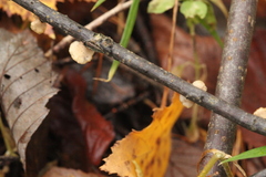 Hohenbuehelia cyphelliformis