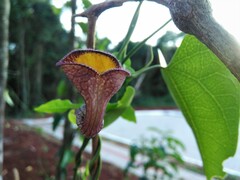 Aristolochia triangularis