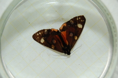 Callimorpha dominula