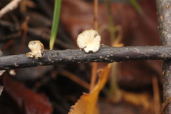 Hohenbuehelia cyphelliformis
