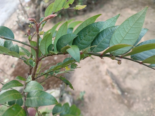 Phyllanthus anamalayanus