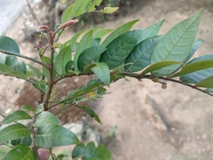 Phyllanthus anamalayanus