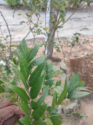 Phyllanthus anamalayanus, photograph 1
