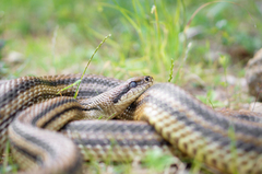 Elaphe quatuorlineata