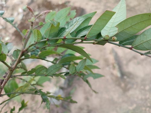 Phyllanthus anamalayanus, photograph 2