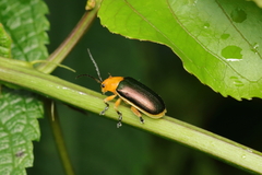 Cacoscelis marginata