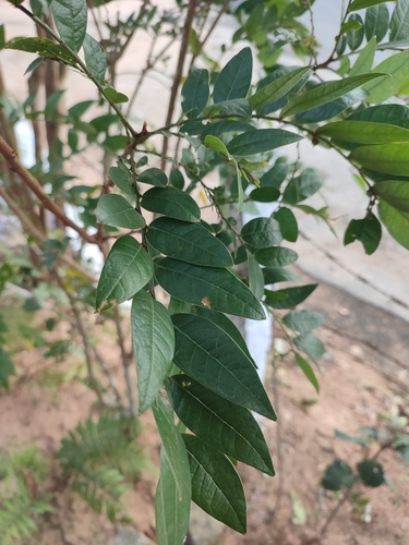 Phyllanthus anamalayanus, photograph 3