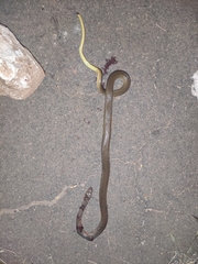 Psammophis phillipsii