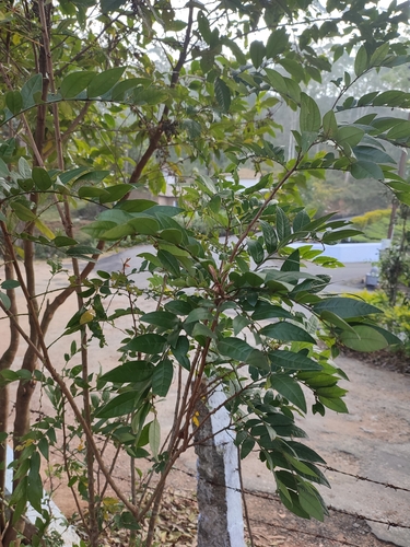 Phyllanthus anamalayanus, photograph 4