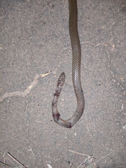 Psammophis phillipsii