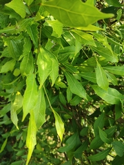 Ficus tinctoria