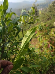 Ficus tinctoria