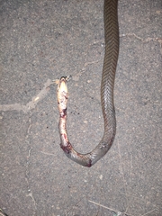 Psammophis phillipsii