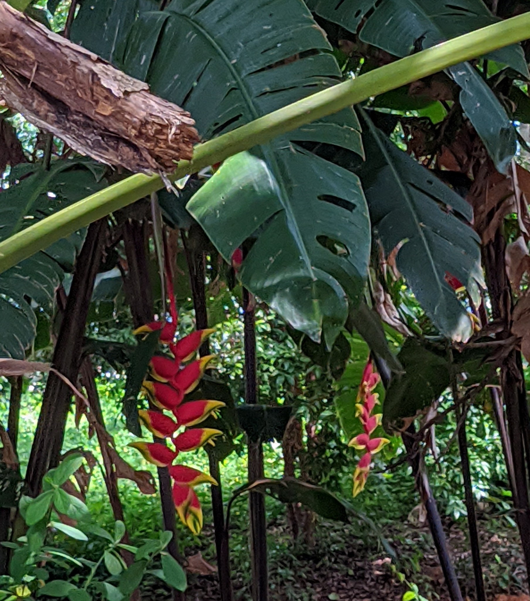 Heliconia rostrata